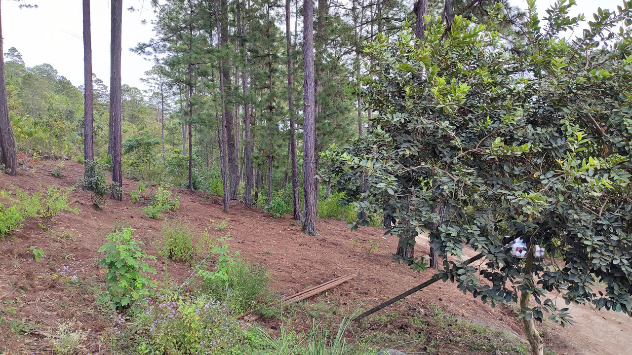 Propiedad V032 (Terreno Urbano) - El Trigo (El Hatillo), Tegucigalpa