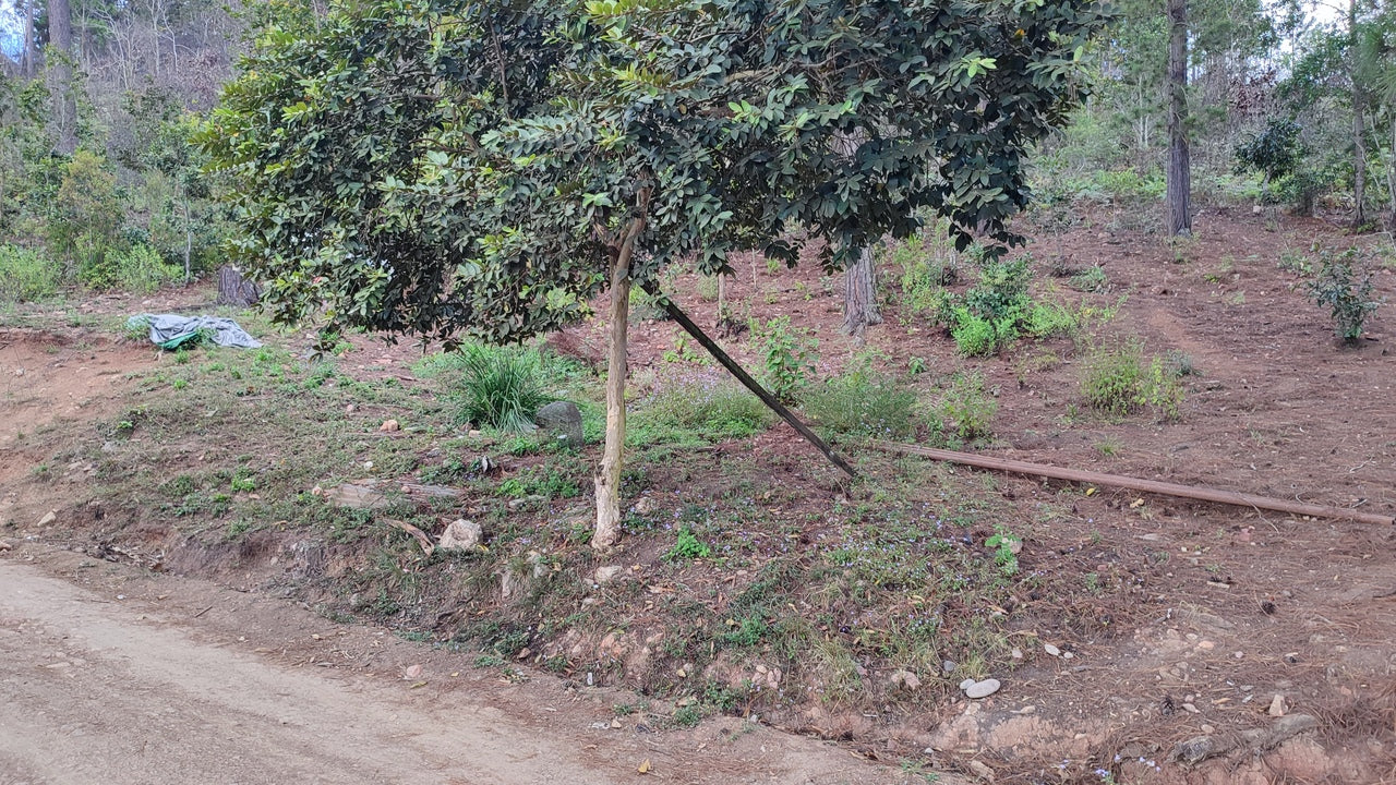 Propiedad V032 (Terreno Urbano) - El Trigo (El Hatillo), Tegucigalpa