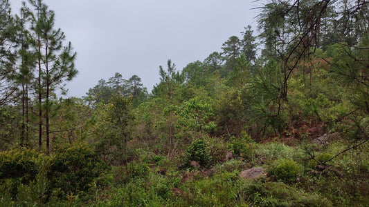 Propiedad V042 (Terreno Urbano) - Residencial Miralago (El Hatillo), Tegucigalpa