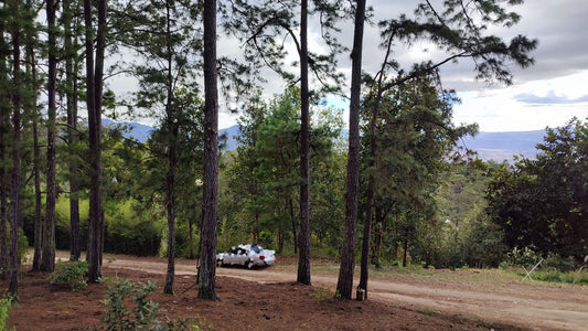 Propiedad V032 (Terreno Urbano) - El Trigo (El Hatillo), Tegucigalpa