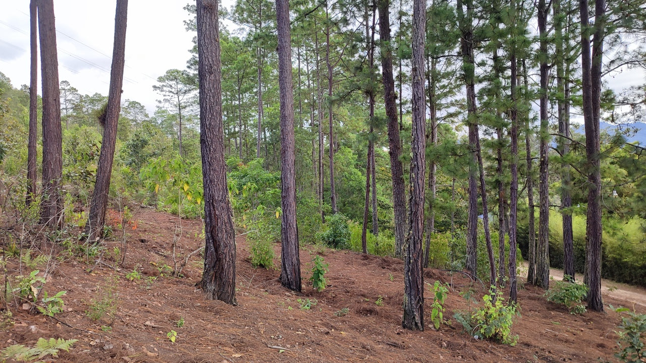 Propiedad V032 (Terreno Urbano) - El Trigo (El Hatillo), Tegucigalpa