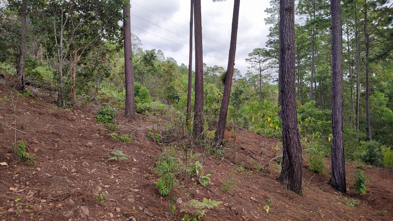 Propiedad V032 (Terreno Urbano) - El Trigo (El Hatillo), Tegucigalpa