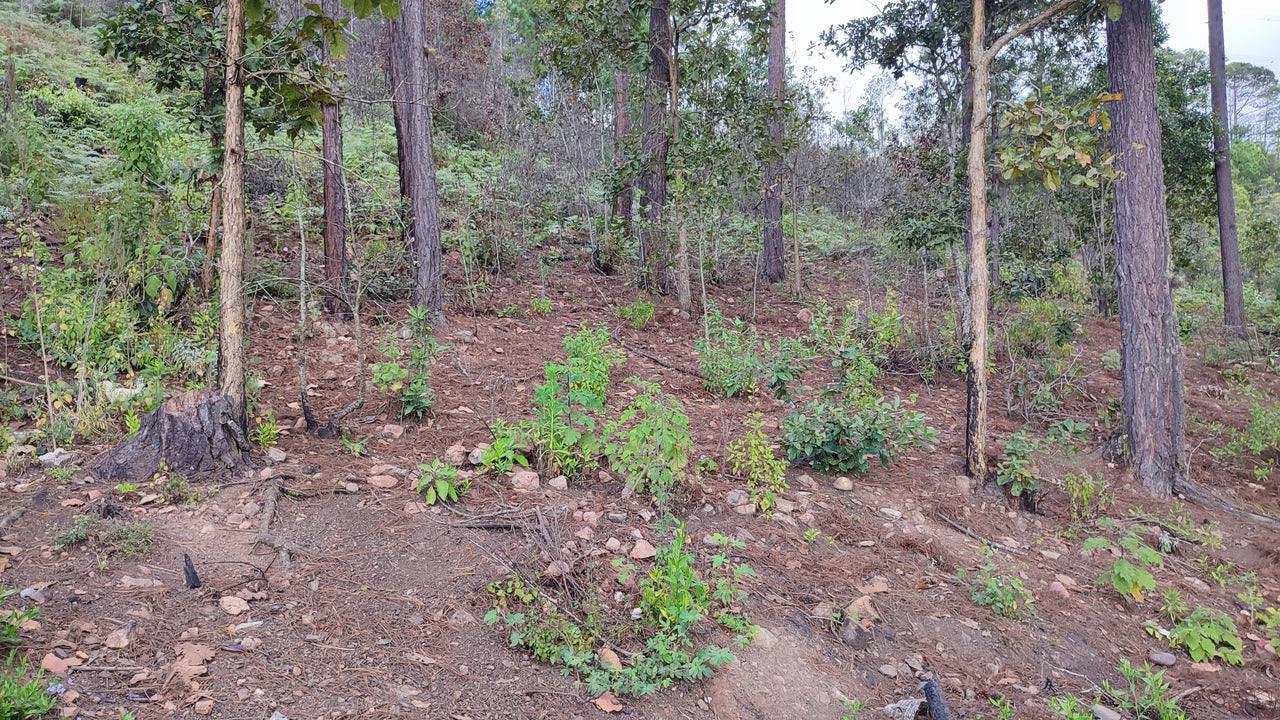 Propiedad V032 (Terreno Urbano) - El Trigo (El Hatillo), Tegucigalpa