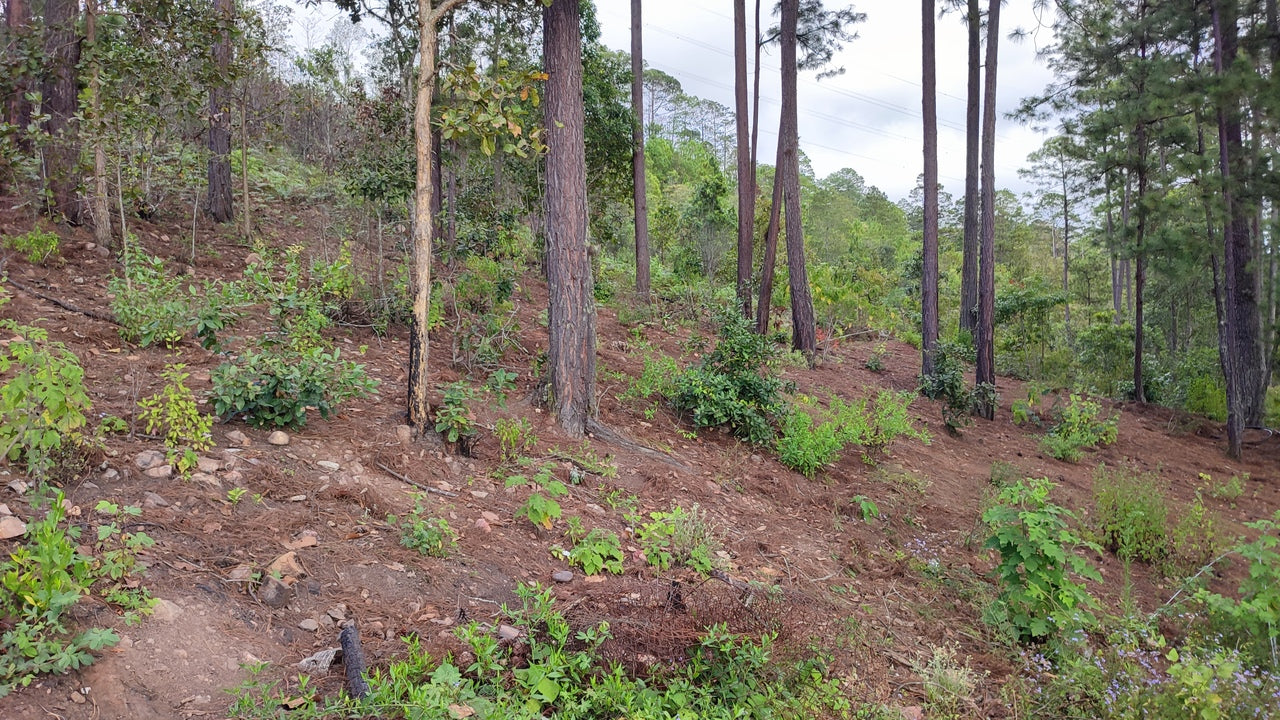 Propiedad V032 (Terreno Urbano) - El Trigo (El Hatillo), Tegucigalpa