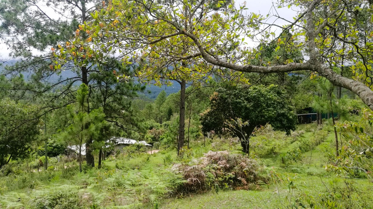Propiedad V008 (Terreno Rural) - Cerro Grande, Valle de Ángeles