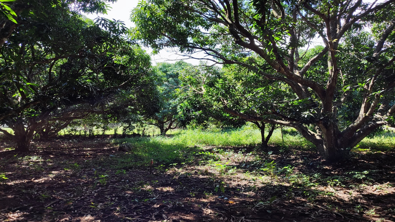 Propiedad V015 (Terreno Rural) - Valle de El Zamorano, Francisco Morazán