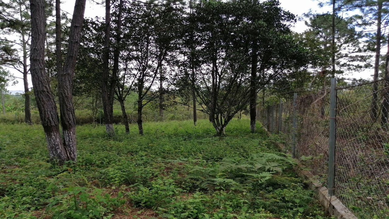 Propiedad V001 (Terreno Rural) - Aldea Buenas Casas, Siguatepeque