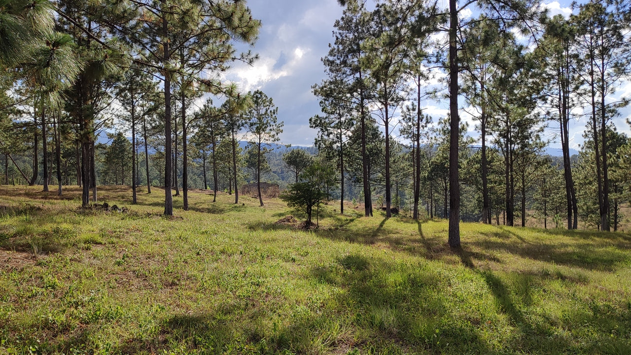 Propiedad V019 (Terreno Rural) - Aldea Buenas Casas, Siguatepeque