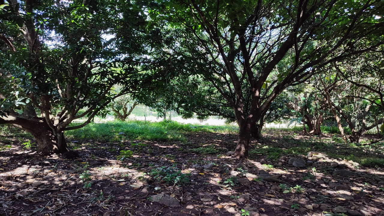 Propiedad V015 (Terreno Rural) - Valle de El Zamorano, Francisco Morazán