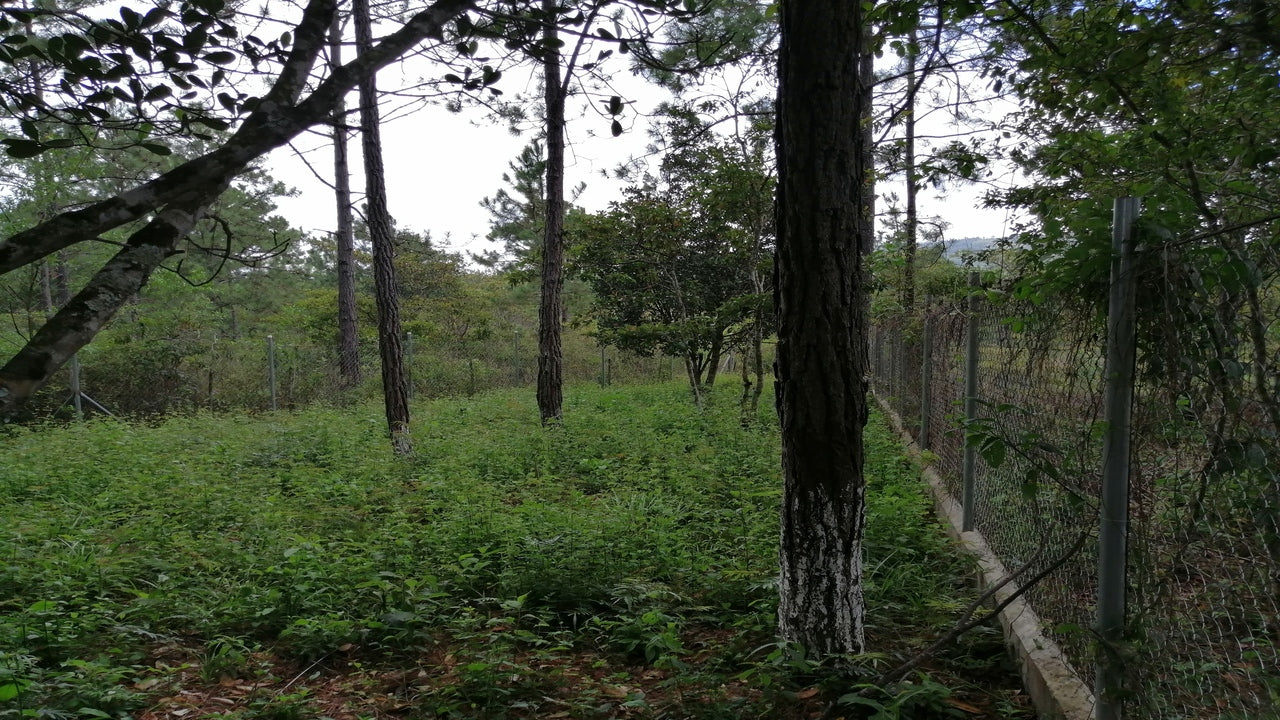 Propiedad V001 (Terreno Rural) - Aldea Buenas Casas, Siguatepeque