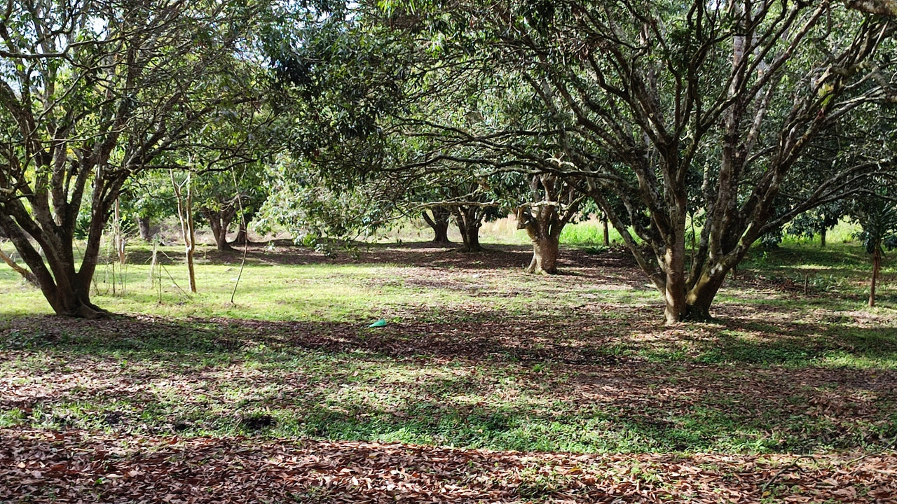 Propiedad V017 (Terreno Rural) - Siguatepeque (Ciudad), Comayagua.