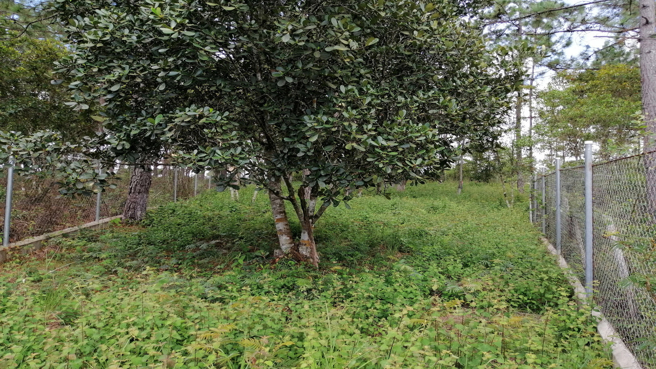 Propiedad V001 (Terreno Rural) - Aldea Buenas Casas, Siguatepeque