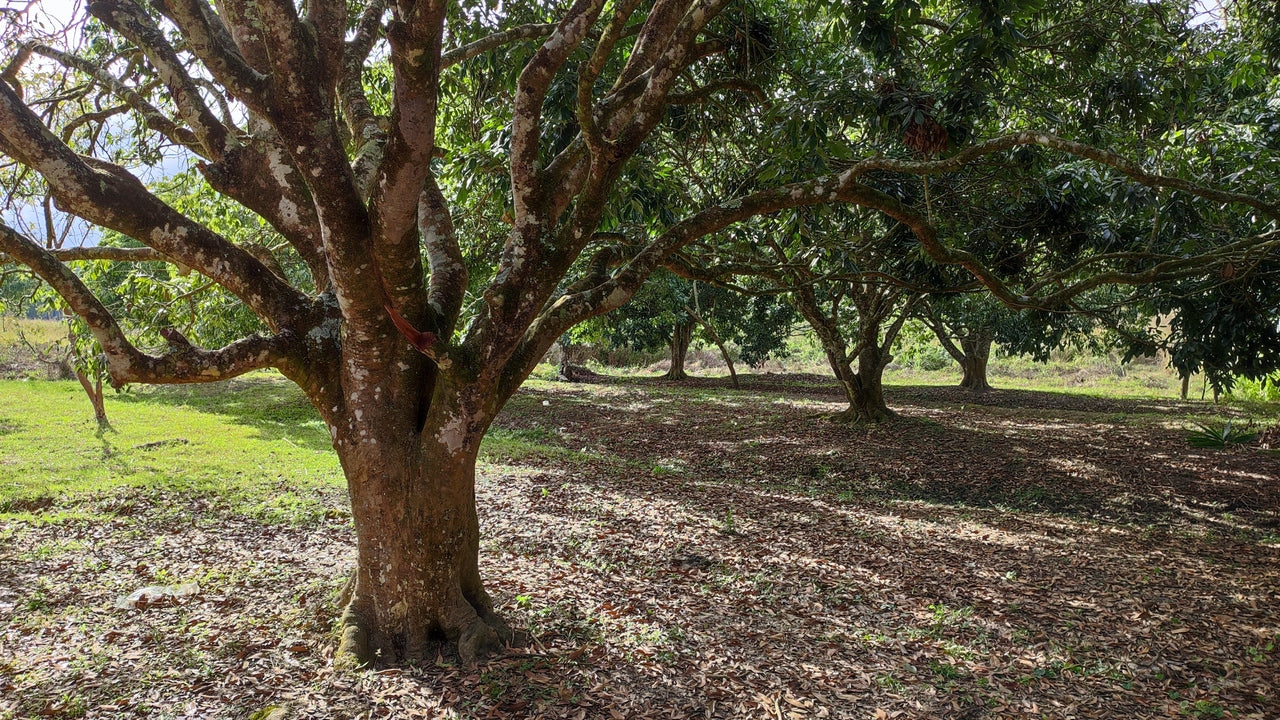 Propiedad V017 (Terreno Rural) - Siguatepeque (Ciudad), Comayagua.