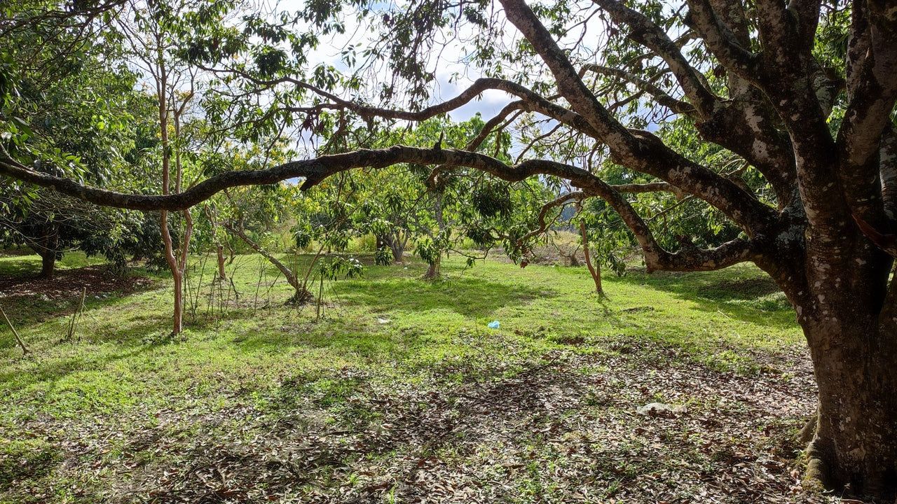 Propiedad V017 (Terreno Rural) - Siguatepeque (Ciudad), Comayagua.