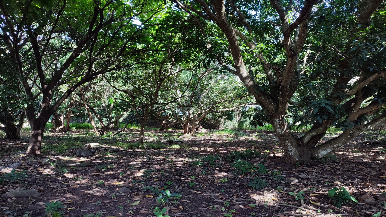 Propiedad V015 (Terreno Rural) - Valle de El Zamorano, Francisco Morazán
