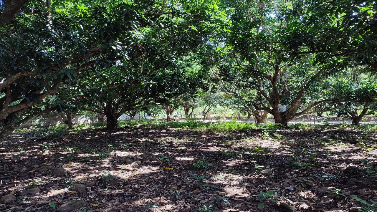 Propiedad V015 (Terreno Rural) - Valle de El Zamorano, Francisco Morazán