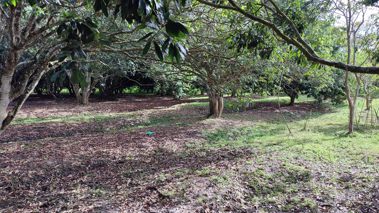 Propiedad V017 (Terreno Rural) - Siguatepeque (Ciudad), Comayagua.
