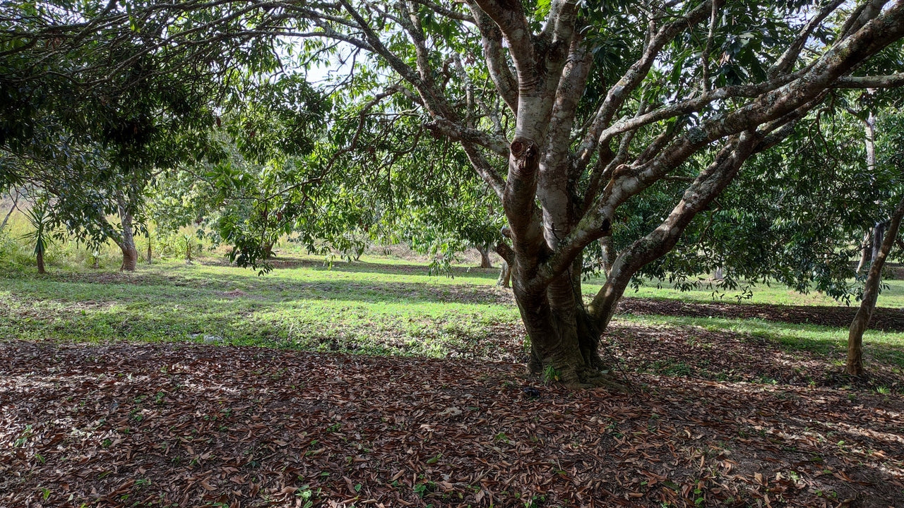 Propiedad V017 (Terreno Rural) - Siguatepeque (Ciudad), Comayagua.