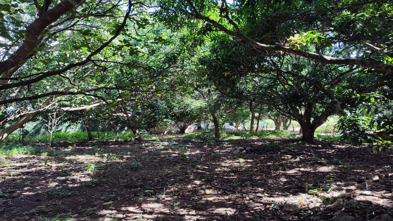 Propiedad V015 (Terreno Rural) - Valle de El Zamorano, Francisco Morazán