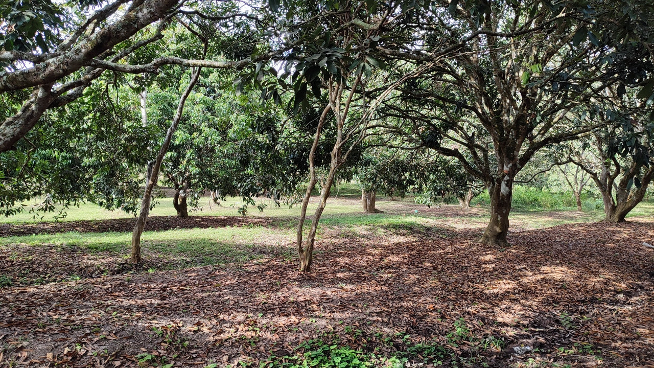 Propiedad V017 (Terreno Rural) - Siguatepeque (Ciudad), Comayagua.