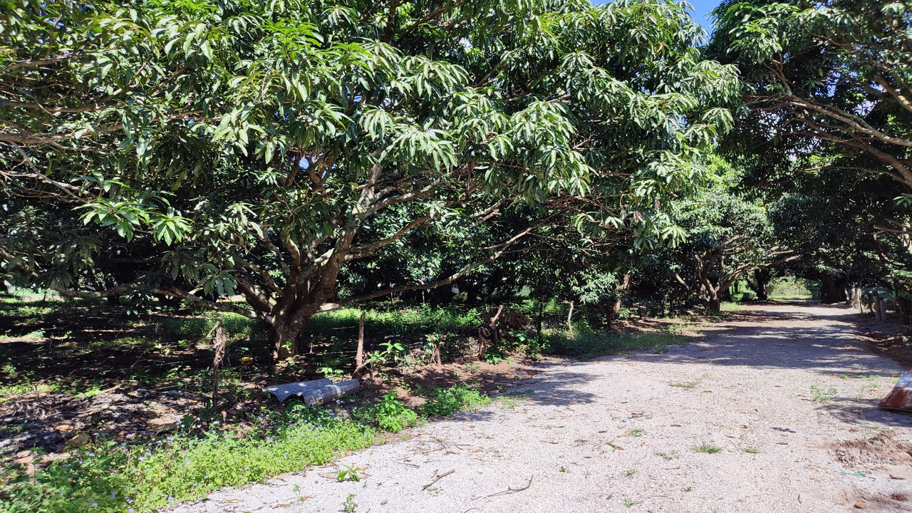 Propiedad V015 (Terreno Rural) - Valle de El Zamorano, Francisco Morazán