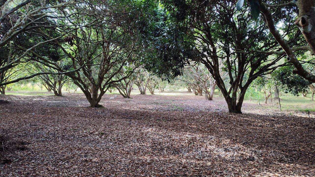 Propiedad V017 (Terreno Rural) - Siguatepeque (Ciudad), Comayagua.