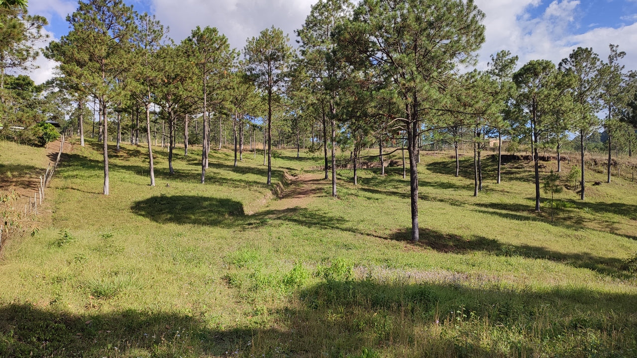 Propiedad V019 (Terreno Rural) - Aldea Buenas Casas, Siguatepeque