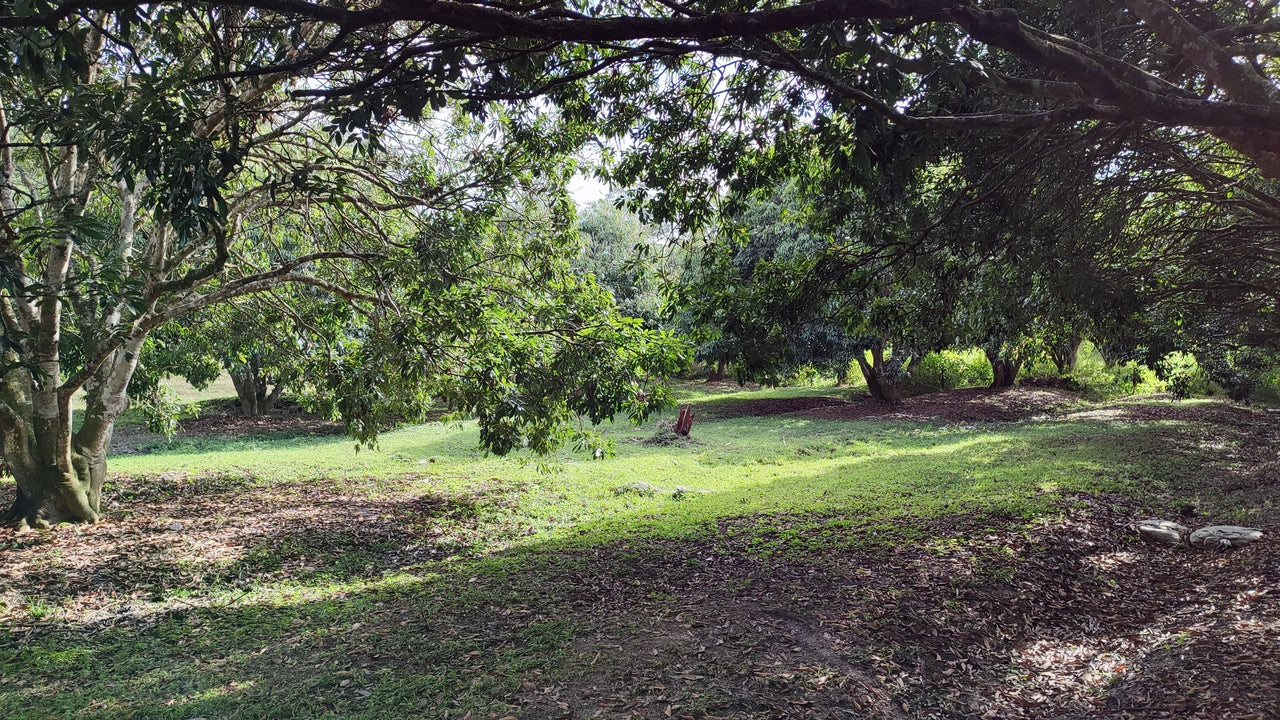 Propiedad V017 (Terreno Rural) - Siguatepeque (Ciudad), Comayagua.