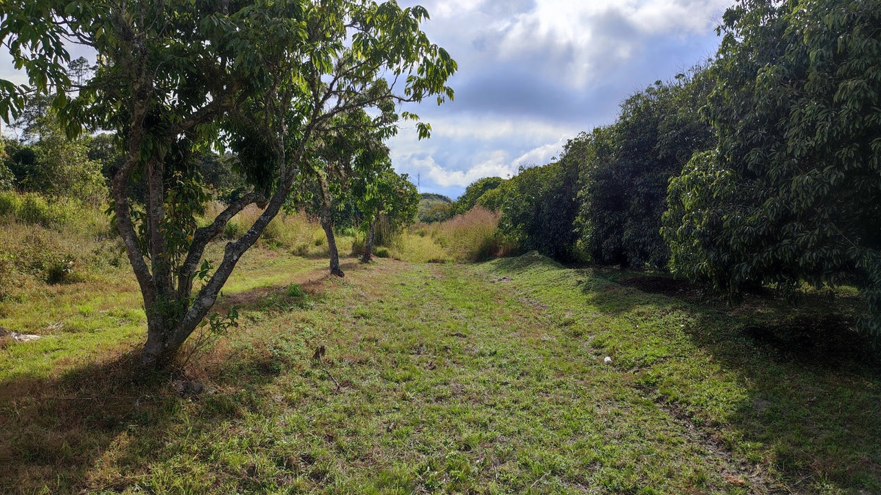Propiedad V017 (Terreno Rural) - Siguatepeque (Ciudad), Comayagua.