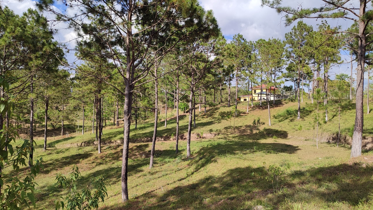 Propiedad V019 (Terreno Rural) - Aldea Buenas Casas, Siguatepeque