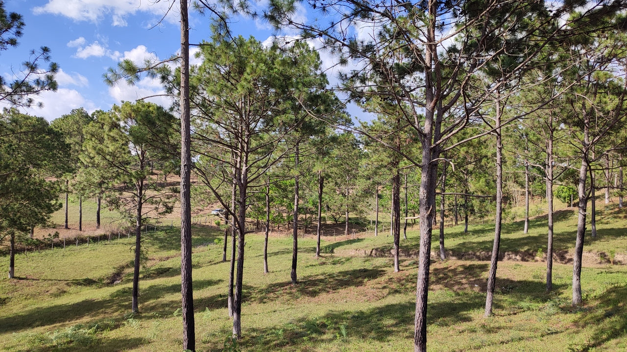 Propiedad V019 (Terreno Rural) - Aldea Buenas Casas, Siguatepeque