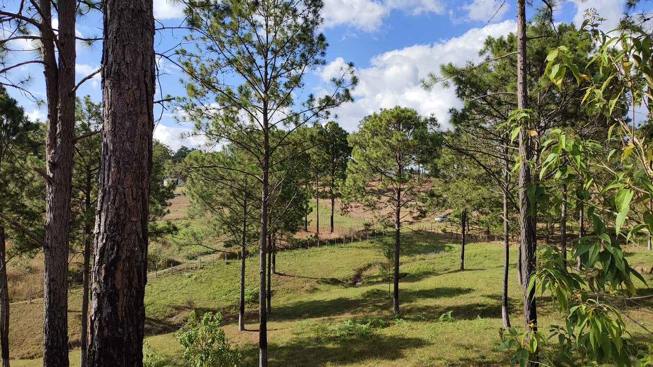 Propiedad V019 (Terreno Rural) - Aldea Buenas Casas, Siguatepeque