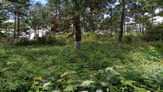 Propiedad V001 (Terreno Rural) - Aldea Buenas Casas, Siguatepeque
