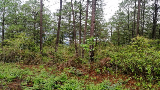 Propiedad V013 (Terreno Rural) - Aldea Buenas Casas, Siguatepeque