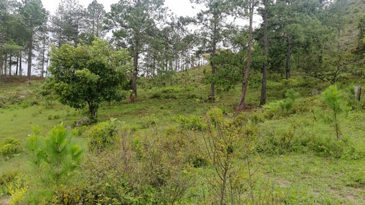 Propiedad V007 (Terreno Rural) - Cerro Grande, Valle de Ángeles