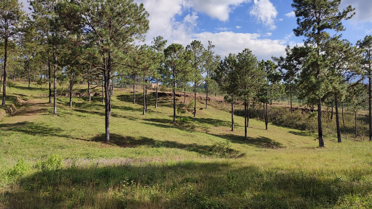 Propiedad V019 (Terreno Rural) - Aldea Buenas Casas, Siguatepeque
