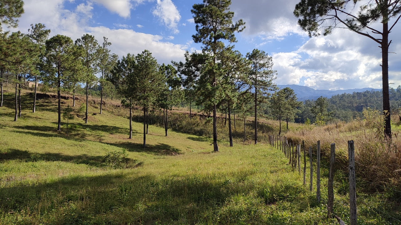 Propiedad V019 (Terreno Rural) - Aldea Buenas Casas, Siguatepeque