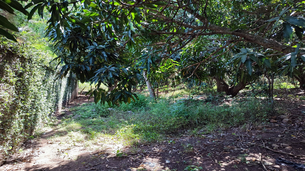 Propiedad V015 (Terreno Rural) - Valle de El Zamorano, Francisco Morazán