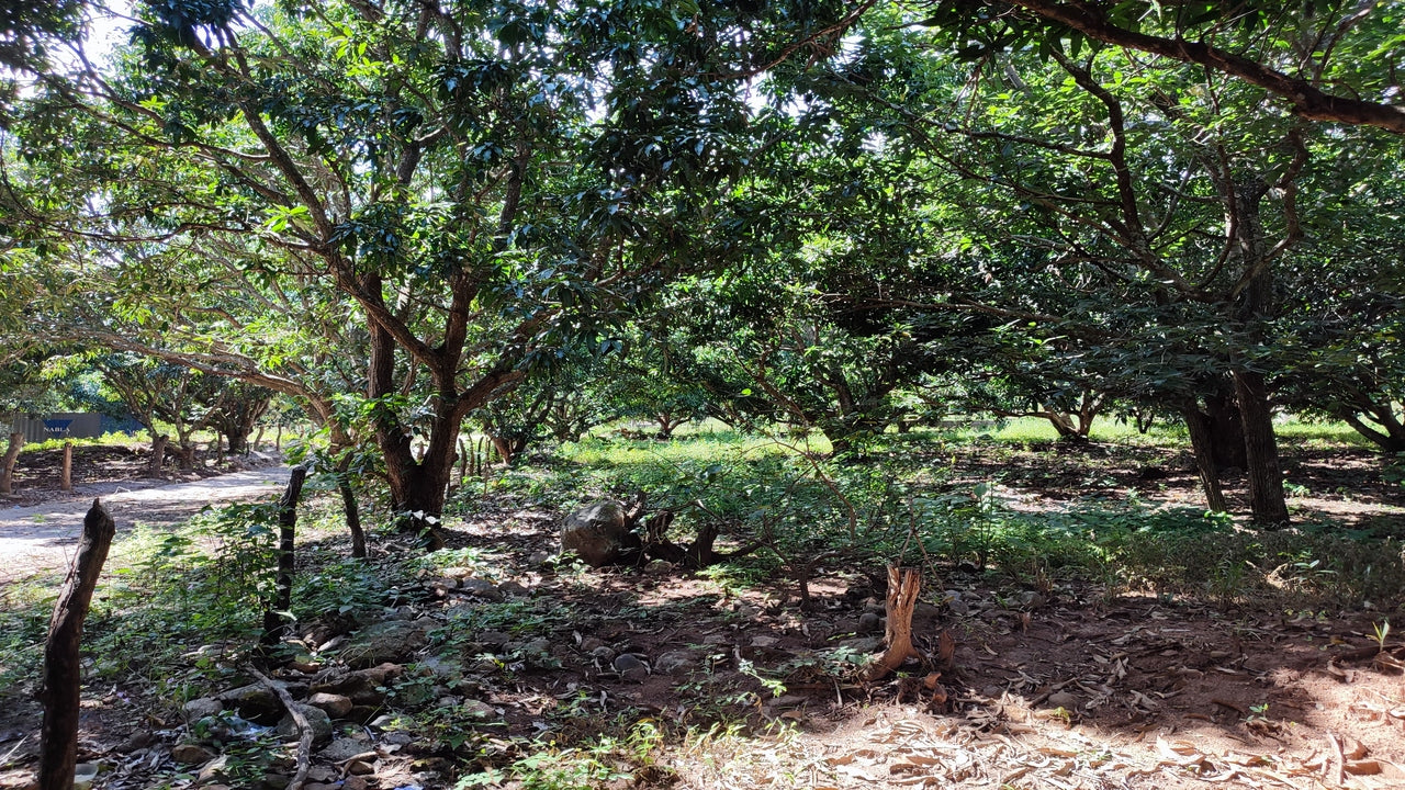 Propiedad V015 (Terreno Rural) - Valle de El Zamorano, Francisco Morazán