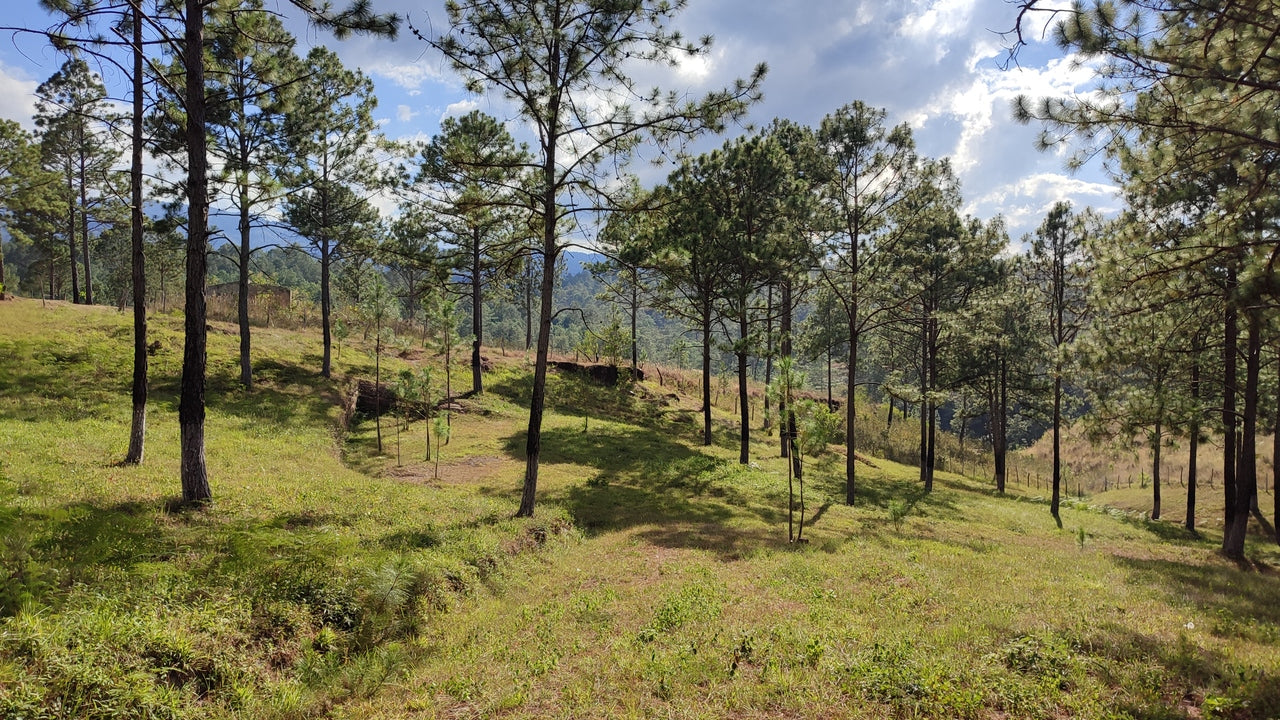 Propiedad V019 (Terreno Rural) - Aldea Buenas Casas, Siguatepeque