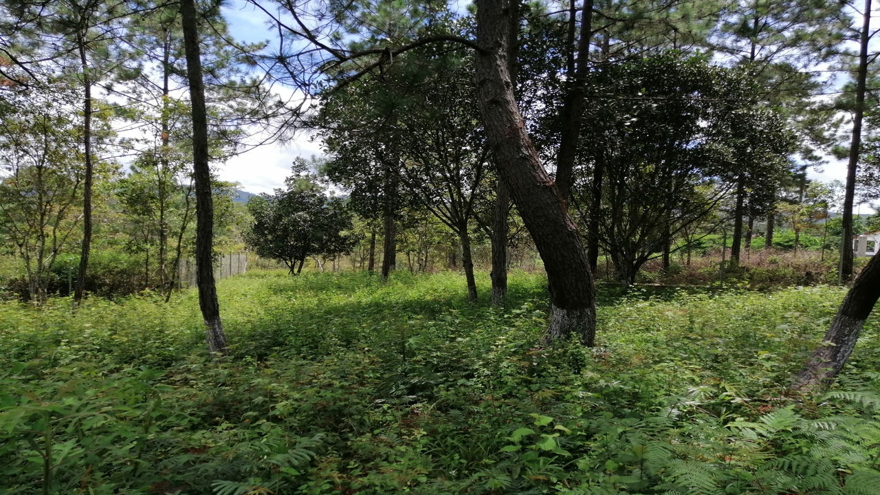 Propiedad V001 (Terreno Rural) - Aldea Buenas Casas, Siguatepeque