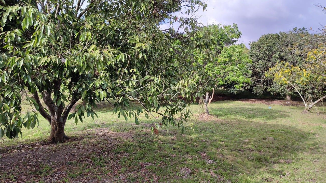 Propiedad V017 (Terreno Rural) - Siguatepeque (Ciudad), Comayagua.