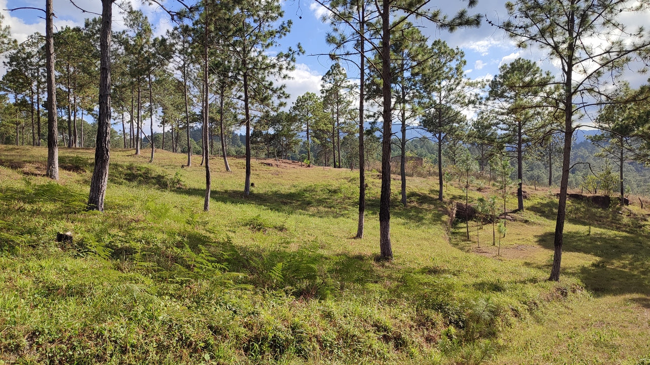 Propiedad V019 (Terreno Rural) - Aldea Buenas Casas, Siguatepeque
