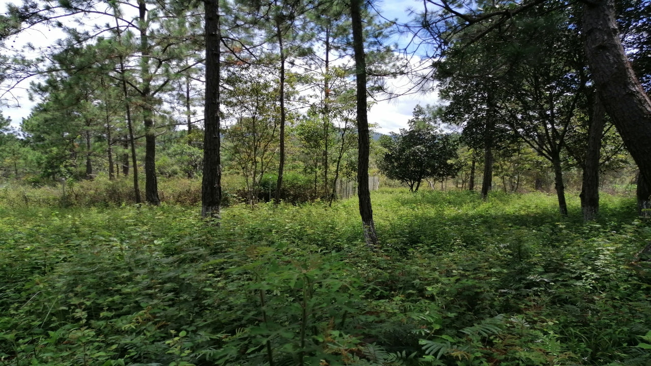 Propiedad V001 (Terreno Rural) - Aldea Buenas Casas, Siguatepeque