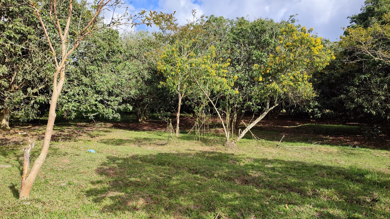 Propiedad V017 (Terreno Rural) - Siguatepeque (Ciudad), Comayagua.