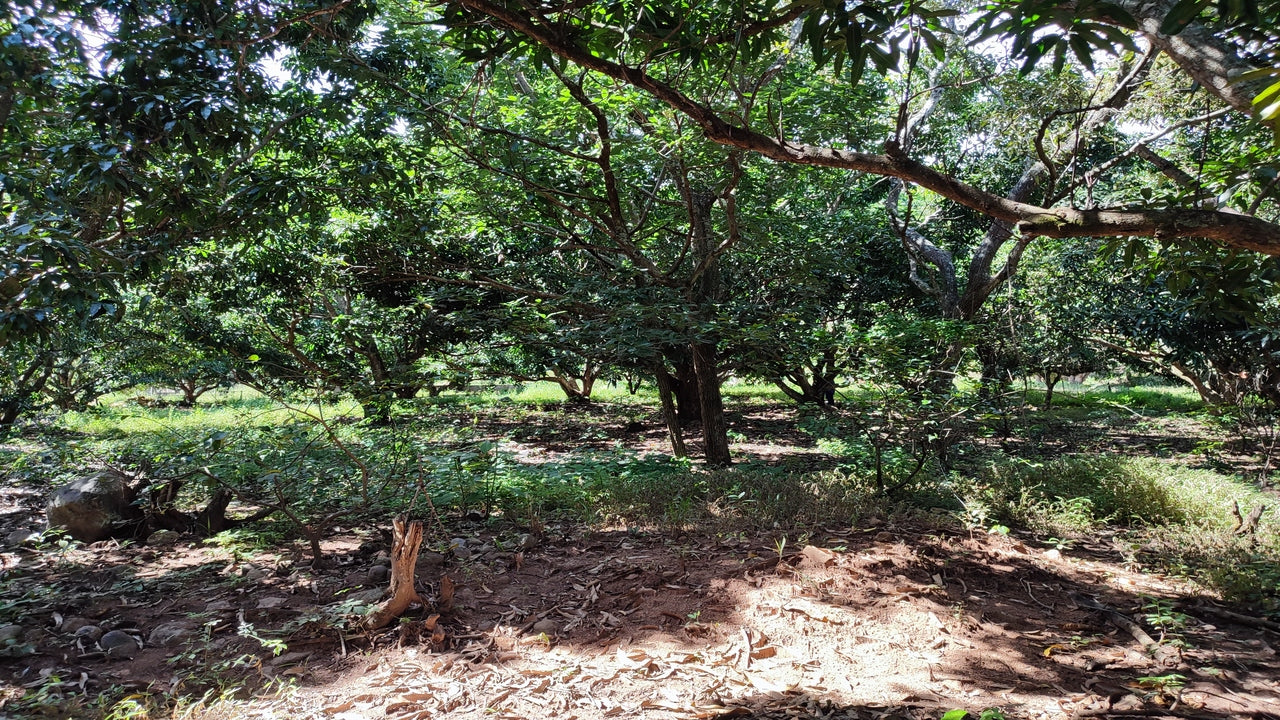 Propiedad V015 (Terreno Rural) - Valle de El Zamorano, Francisco Morazán