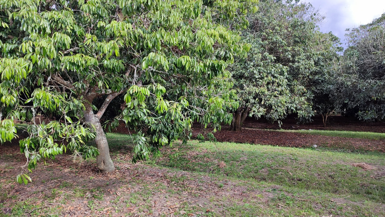 Propiedad V017 (Terreno Rural) - Siguatepeque (Ciudad), Comayagua.