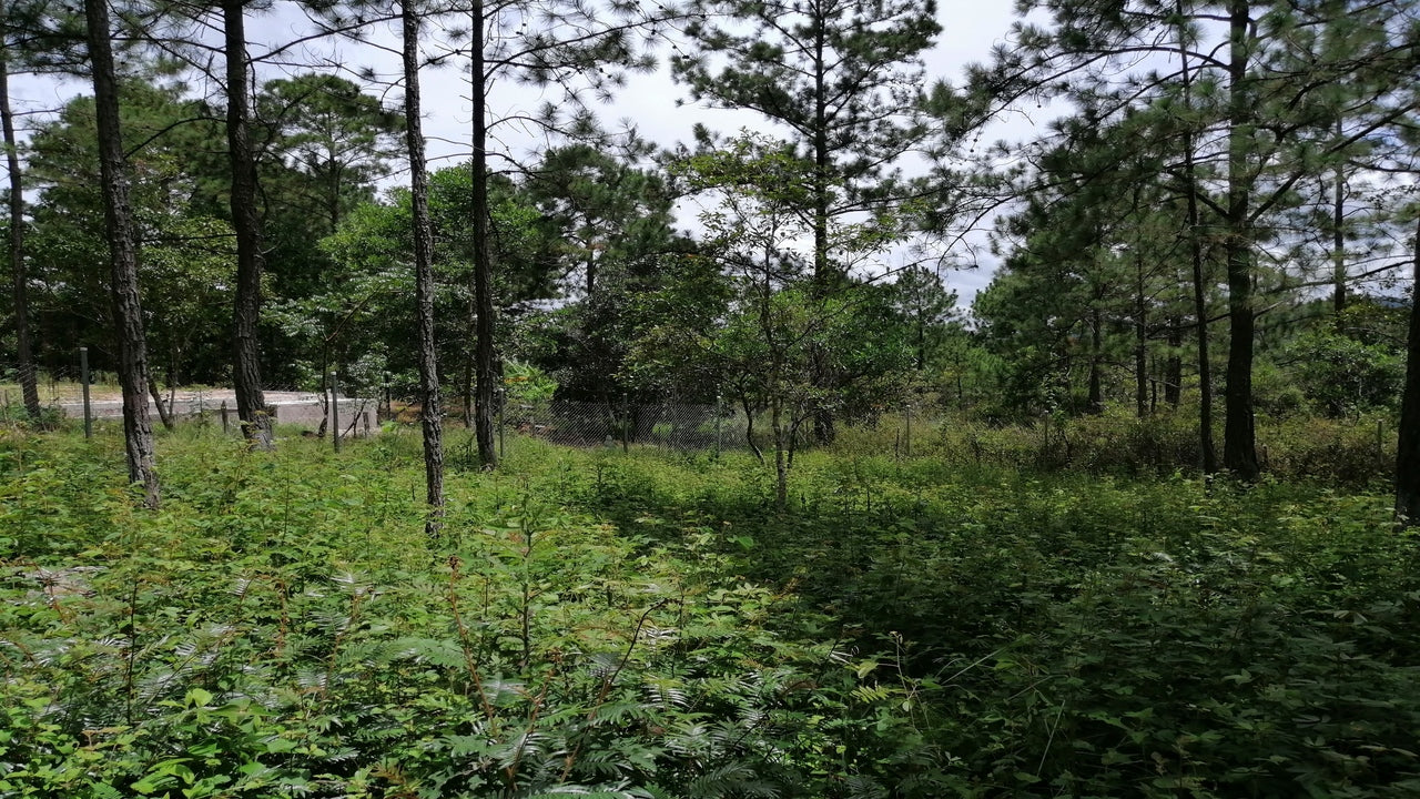Propiedad V001 (Terreno Rural) - Aldea Buenas Casas, Siguatepeque