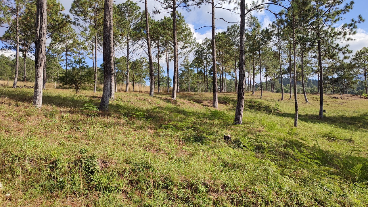 Propiedad V019 (Terreno Rural) - Aldea Buenas Casas, Siguatepeque