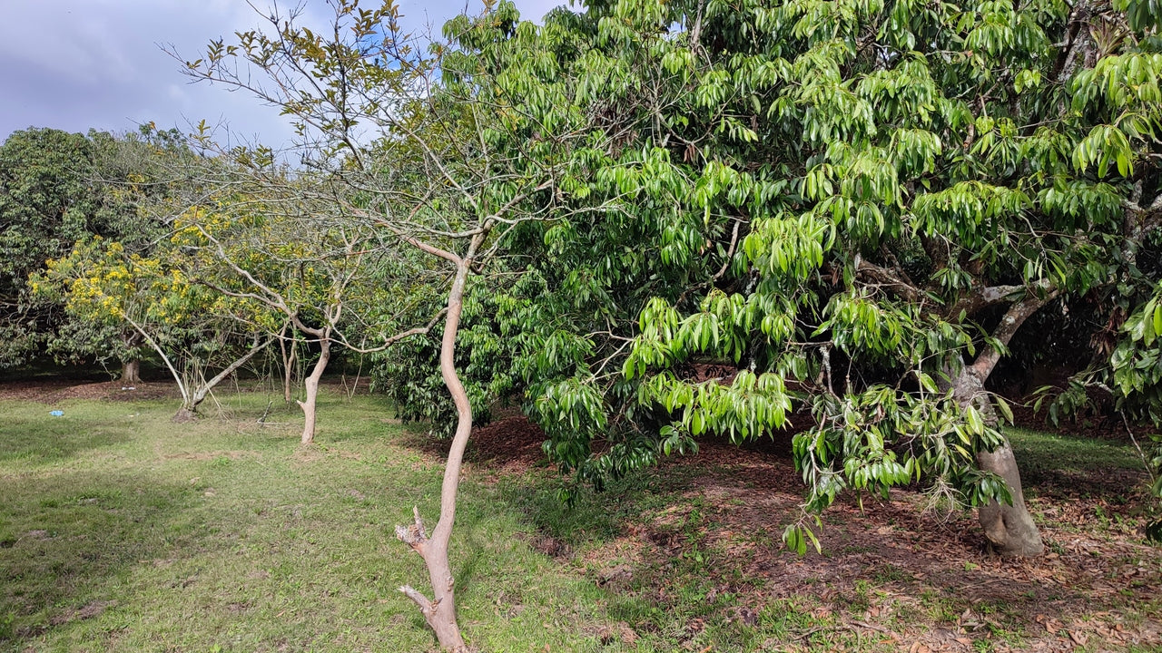 Propiedad V017 (Terreno Rural) - Siguatepeque (Ciudad), Comayagua.